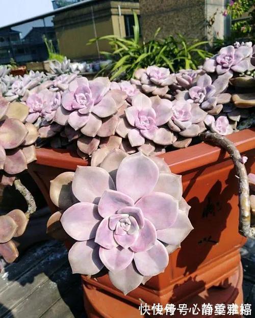 普货|此款多肉植物,好养又贵气,易爆头长成小老桩,养花大神都爱养!