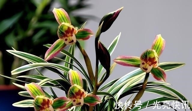 此兰花是三大“妖精”之首，花色罕见，香味怡人，爱兰之人首选