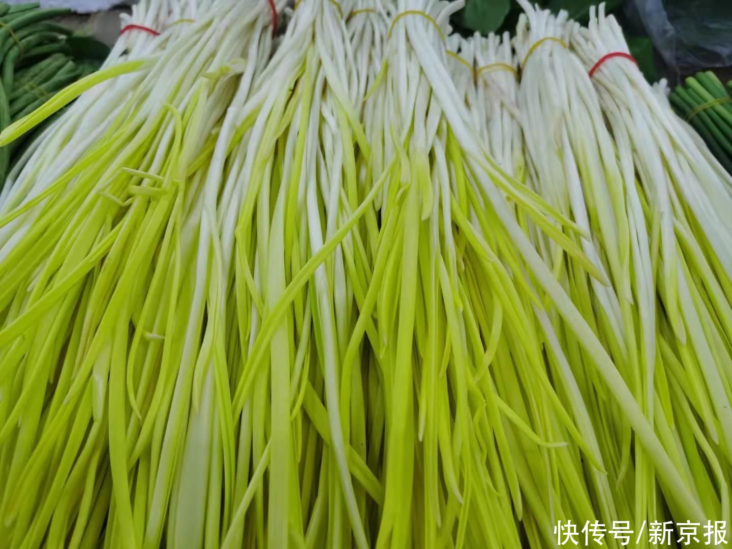 大好春光，这些春芽菜莫要错过