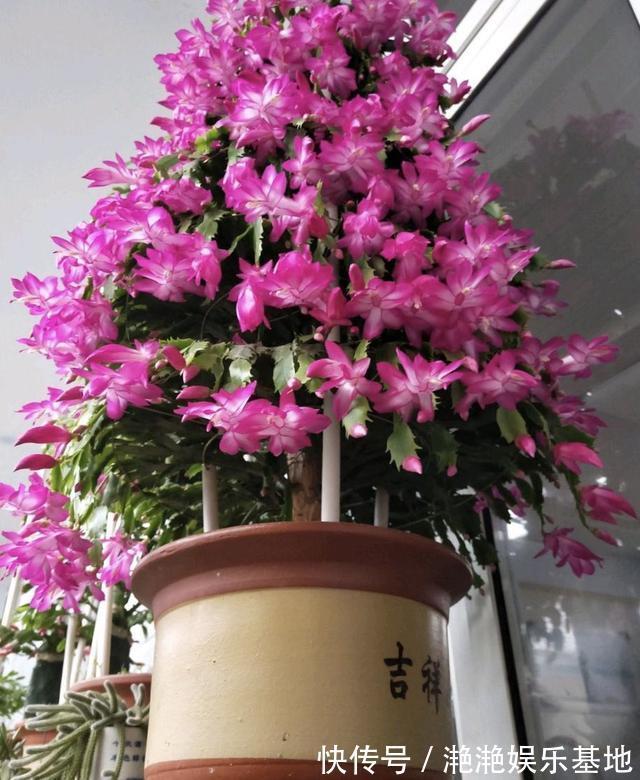 金边吊兰|11种“吉祥花”,“穷养”才养得好,用小盆少浇水,反而旺得很