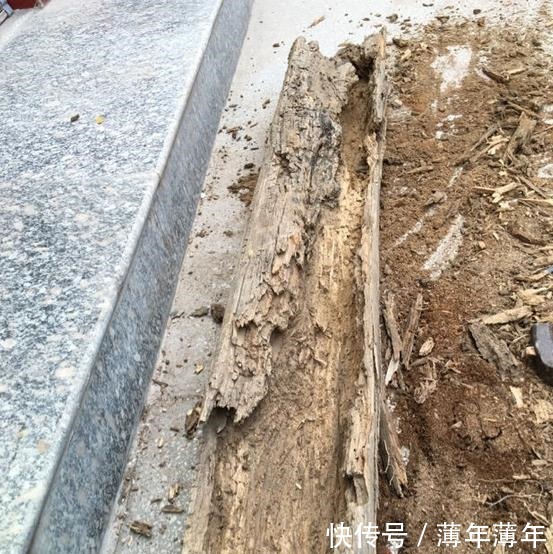 烂木头充分利用,资深花友打造出迷你多肉花园,以后烂木头别丢了!