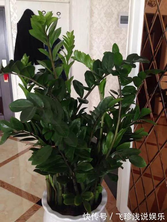 养花技巧:6种花须用小盆“挤着养”,控水好、长得旺!