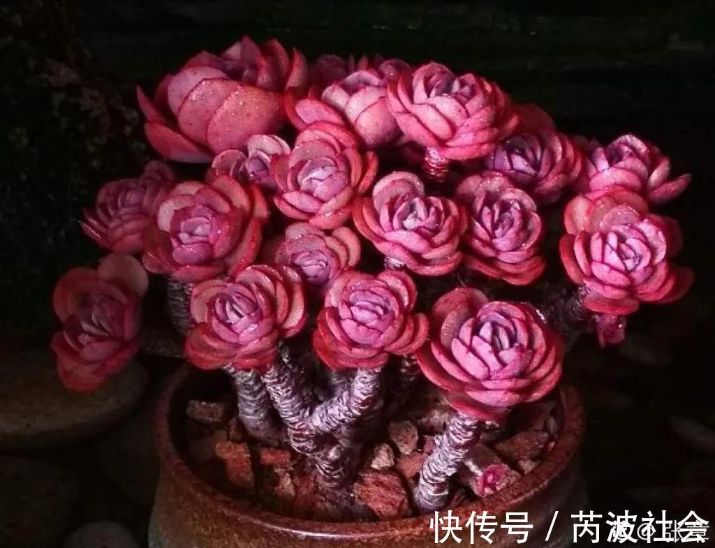 寒潮过后，多肉美出天际，颜色鲜艳明亮，真馋人！