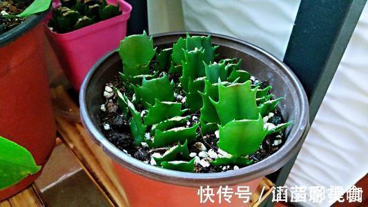 叶片|“夏必死”的4种花,现在赶紧扦插几盆,生根快成活率高