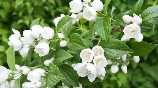 绿萝|喜欢养花,就养这4种花,漂亮好养花期长,用来净化空气最适合