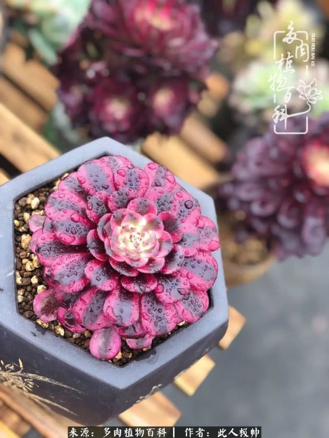 骄阳艳玫瑰,梦幻魔法师!独爱你的百媚千红!