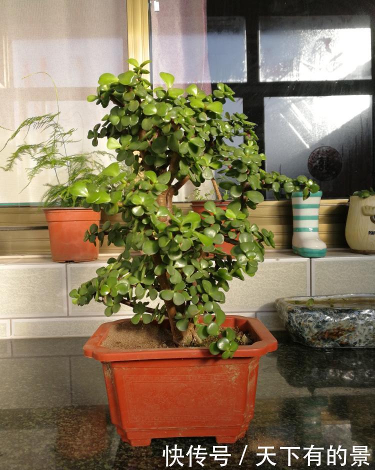 冬天最冷的时候,这5种花不要放室外,否则冻成腌菜了