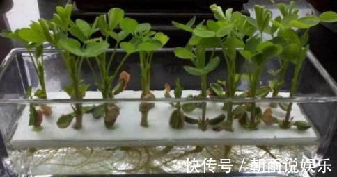 绿萝|丢水里就能长得很好的6种蔬菜，比花美、比绿萝还好养！