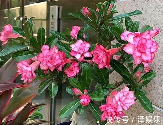 想让沙漠玫瑰开花“强”,关键“肥料”不能停,花期延长,一直开