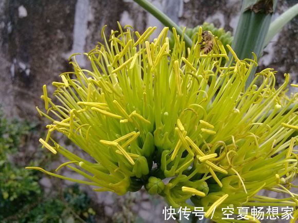 濯清涟而不妖|此花是等待凤凰涅槃而出现的产物,对生活充满希望,极具夏天主义