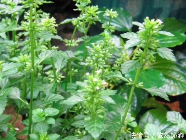 野菜|这野草在农村遍地都是，曾经被红军拿来充饥，还能为皮肤做调理