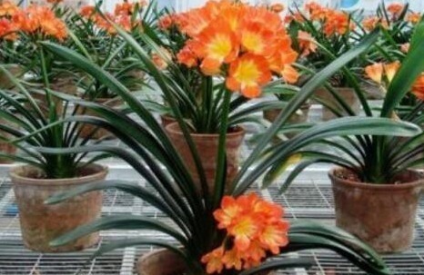 含水量|她用一斤“芝麻”把君子兰养得如“杂草”,叶、花“窜”不停!