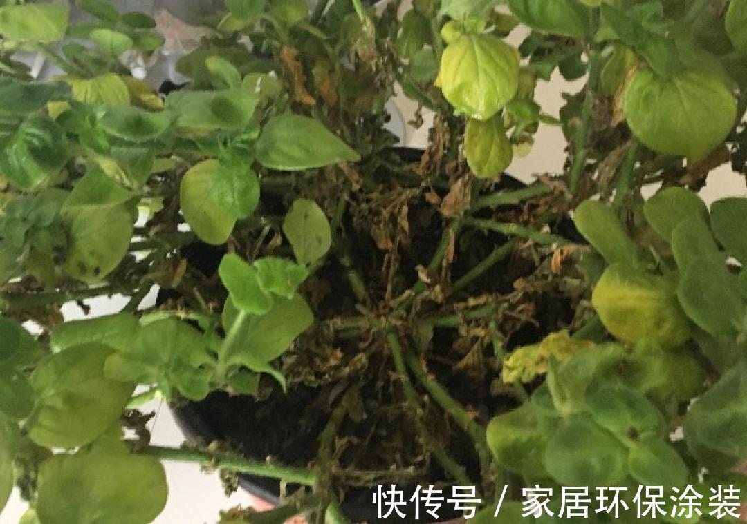 7种花养老桩不好,多扦插、养嫩苗,才能年年开花