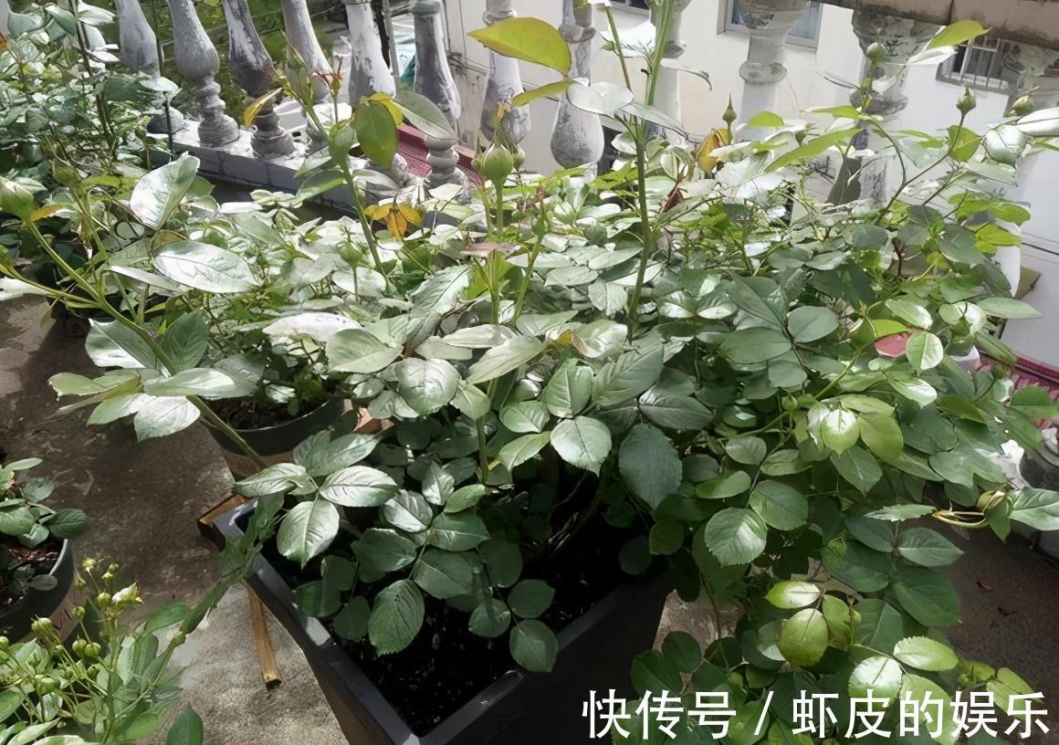 牡丹花|元旦前,“七种花”赶紧搬到阳台上冻一冻,生长茂盛,花苞呼呼冒