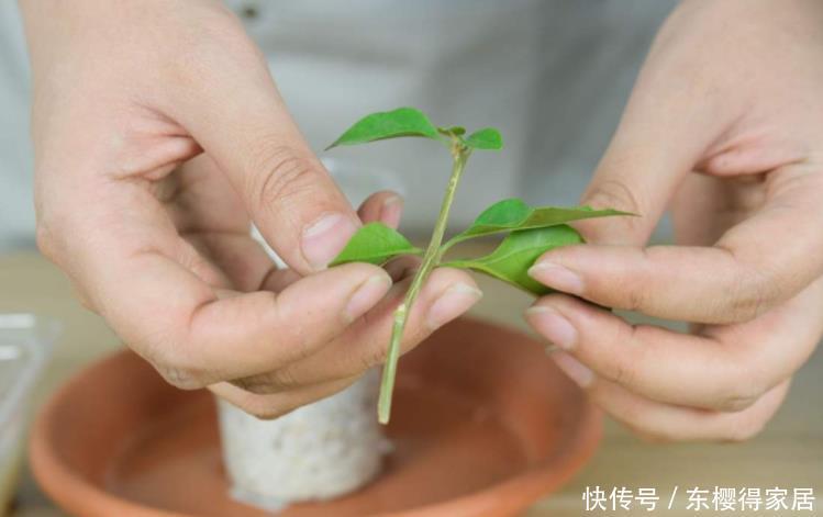 品种|6月份扦插,选好合适的植物品种,沾土、泡水都能活