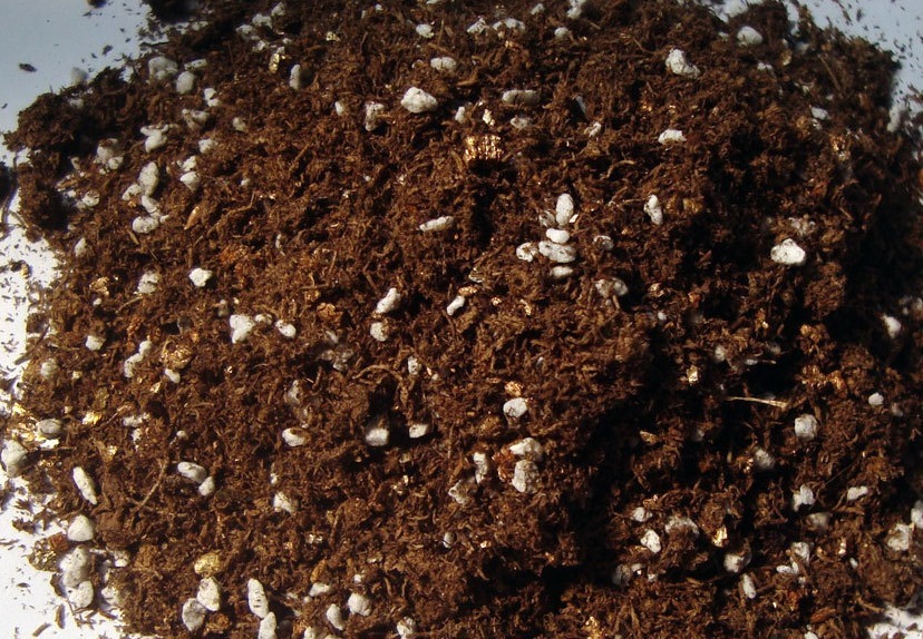 在城里养花,盆栽旧土不丢,这么一处理,比刚买的新土都好使