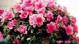 过年这种壳别扔,都是养花宝贝,养啥花都爆盆,比花肥还厉害