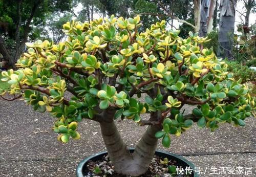 懒人|4种懒人树,浇水懒一些,种在小盆里,呼呼长不停,是盆栽佳品!