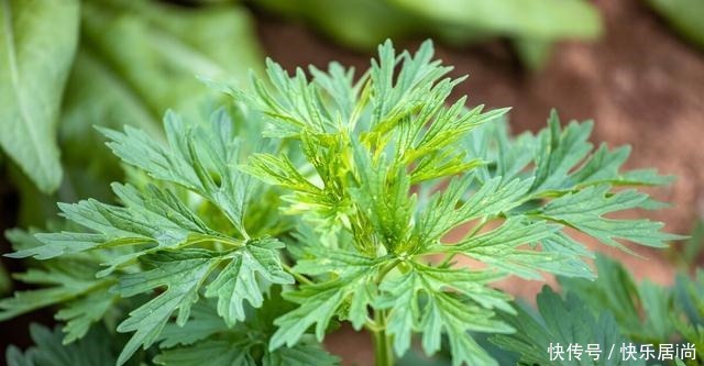 春天的农村里有这40种山珍野菜图片,让你轻松辨别山珍野菜