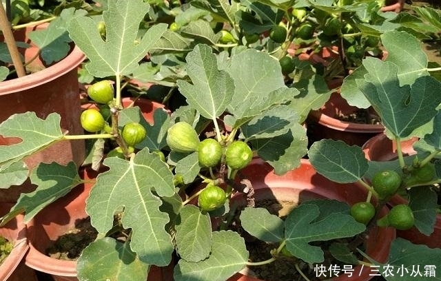 这种水果,一根枝条埋土里,秋天就挂果,来年果子“吃不完”