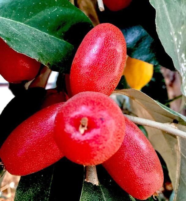  花卉|重视这种植物，你不吃亏，它用途广泛价值也高