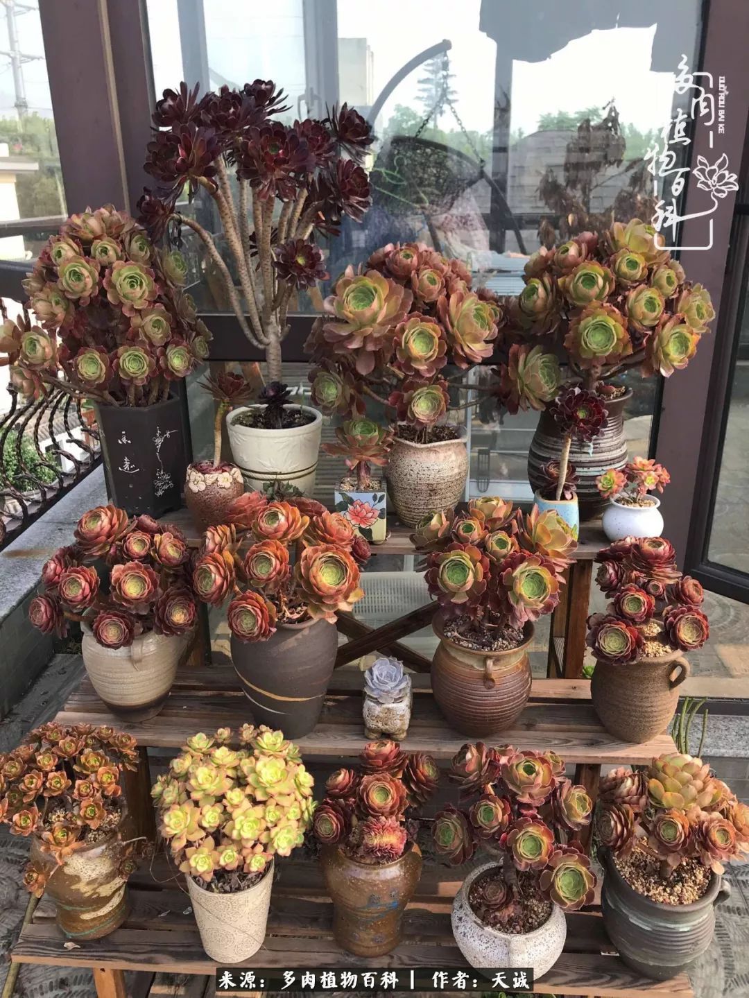 吃饱喝足，包邮区的多肉养精蓄锐准备渡劫！