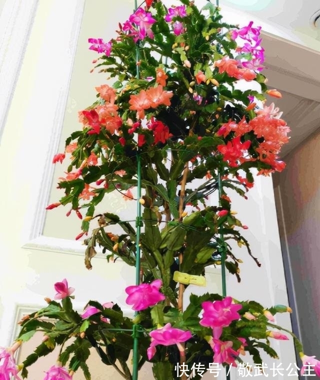 嫁接|如果你是新手养蟹爪兰，尽量不要一棵嫁接多色，因为很难一起开花
