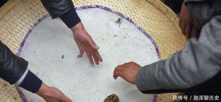 故宫|故宫有张《朱瞻基斗鹌鹑图》,可现实中的斗鹌鹑,并不真的分胜负