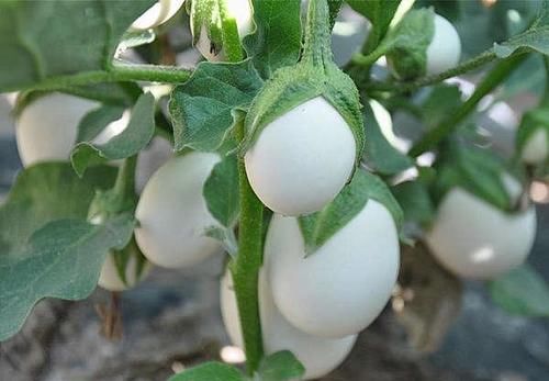 超市常见的3种食物，平时吃一些，排毒清肠，养护肌肤，有益健康