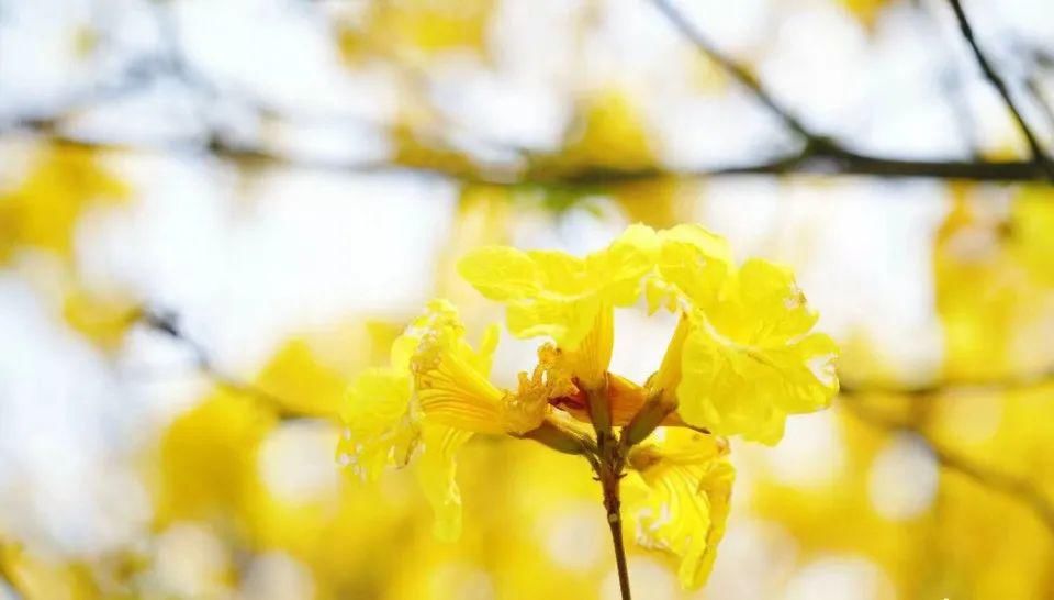 风铃花正如痴如醉 ，静待君赏