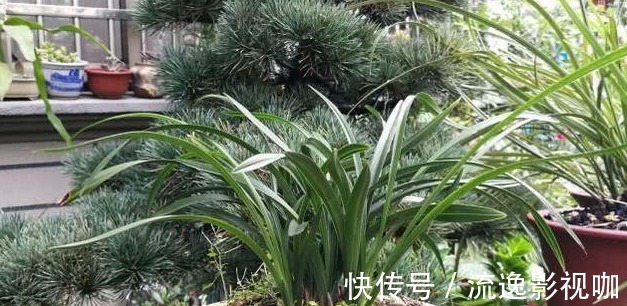 植料|老花农养兰花,用3种植料,兰花不烂根,芽蹭蹭冒,花呼呼开