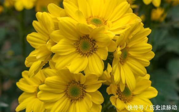 家养此款花卉，花大服盆快，开花勤还爱爆盆，美极了