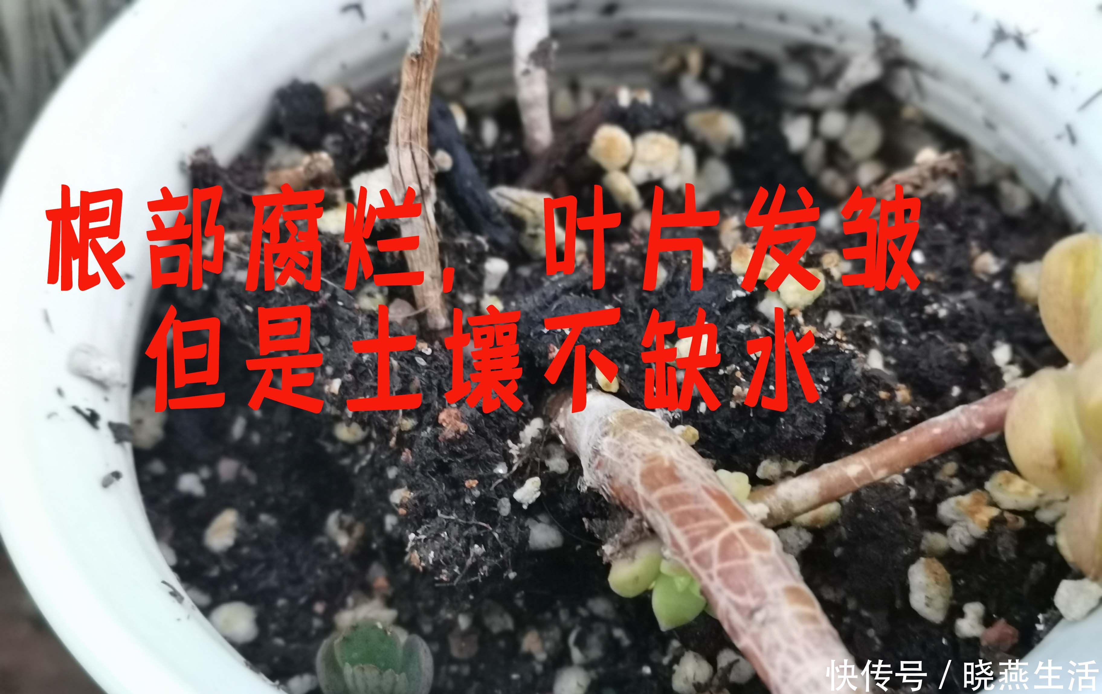 叶片|给多肉植物浇水那么简单,你为什么总是做不好