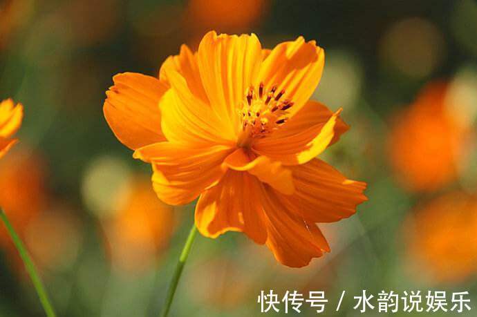 喜欢菊花，不如养盆“菊中精品”硫华菊，似野性芳华，绚丽高贵！