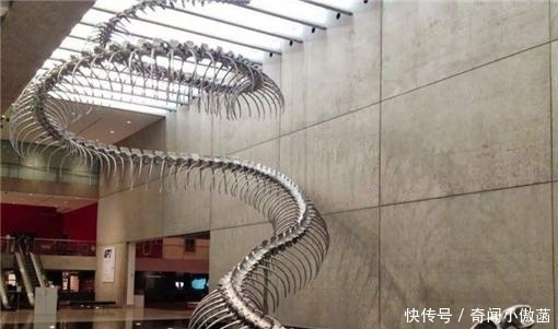 蛟龙|大蛇成蟒，大蟒成蛟！这种史前最大的蟒蛇，可称“蛟龙”