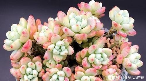 盘点8款胖多肉，颜值高好养护，喜欢多肉一定别错过！