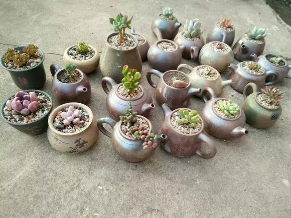 旧茶壶种点花,秒变高端盆景,卖300一个邻居抢着要