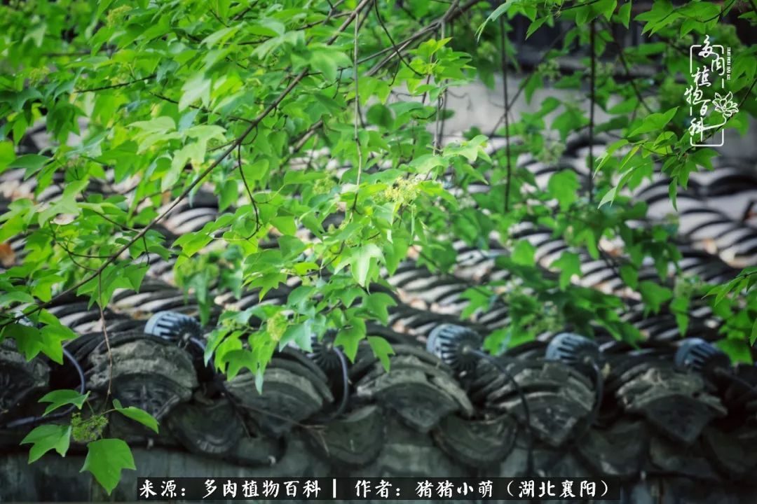 一花一世界,一肉一欢喜!遇见多肉,重新发现生活的美!