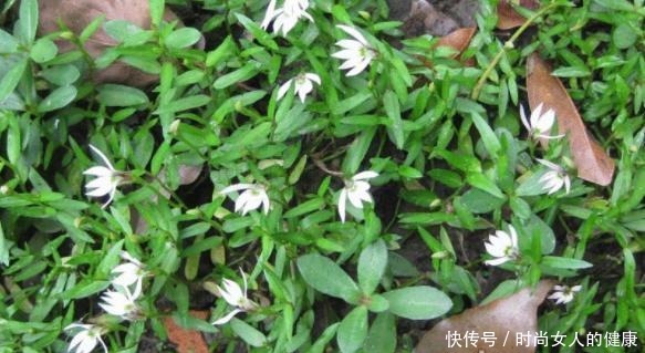 别再养绿萝、吊兰了,换上3种盆栽,既能观叶赏花又有益健康!