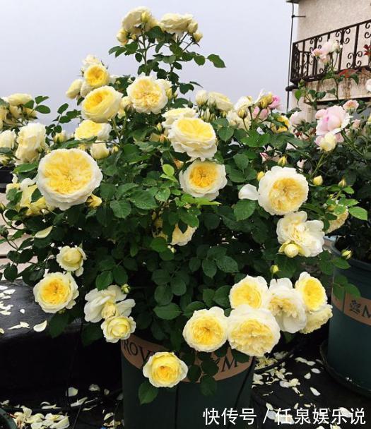 生根液|扦插月季小“方法”，扦插一棵活一棵，15天根系长满盆，非常简单