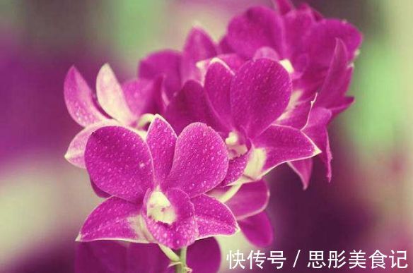 5月9日开始，养花试试这几款，绚丽多姿，疯狂开花