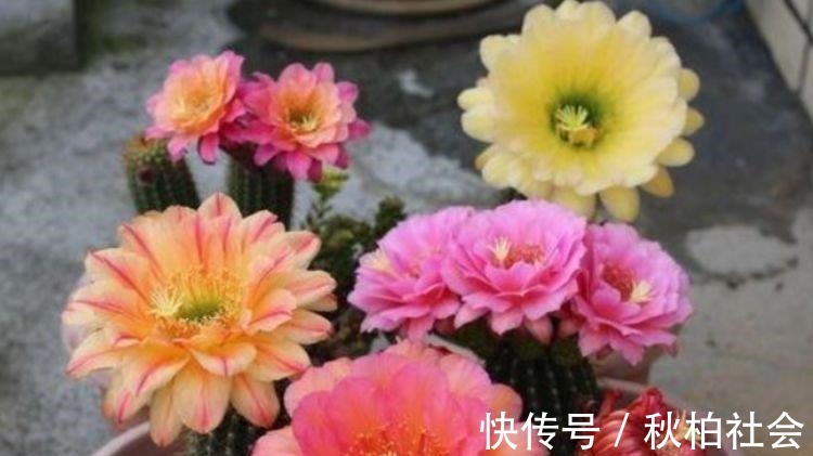 4种花超漂亮,个个美出状态,简单养护就能长得旺,花美心情好!