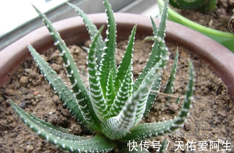 多肉|这5种十二卷属多肉养护简单,盆栽不易黑腐烂根,值得新人入坑