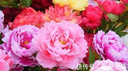 农历十一月大雪过后,养什么花?家里养3种花,一帆风顺平安幸福