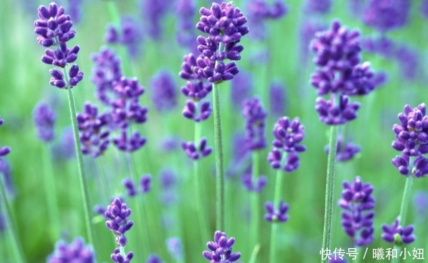 桃花运|六月,4个星座,桃花红艳艳,不缺异性追求,愿与恋人携手共进