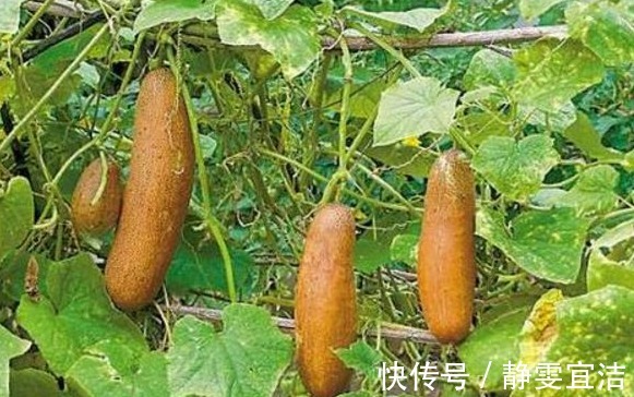 农村|农村山上这五大天然野果,吃过三种我服了,能全部说出名字算你狠