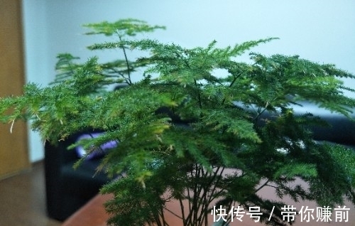 怎样养好文竹,才能避免文竹黄叶呢?