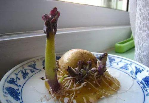 家里的有些东西,扔水里就是一盆郁郁葱葱小盆栽