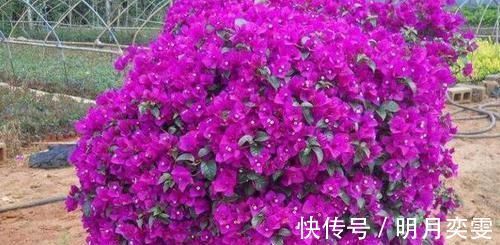 平时该如何管理三角梅多注意4点，株型美、开花多、身价高