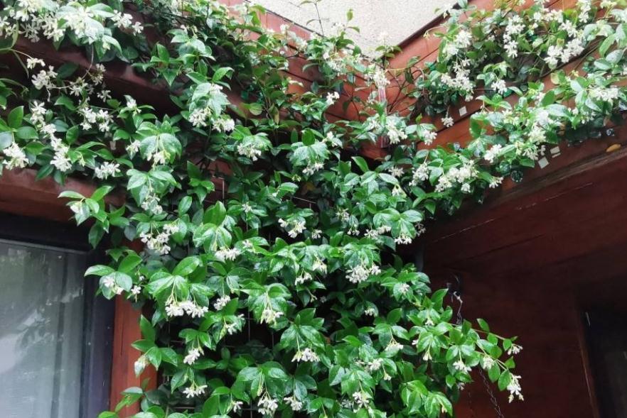 90岁老爷爷为初恋种了满院的茉莉,每次开花,就会引来路人观望